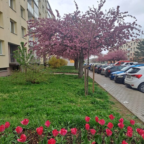 záhony v Lukách